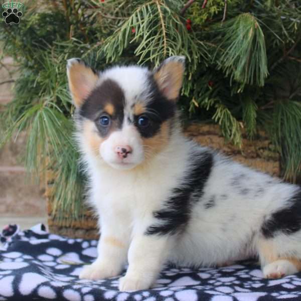 Ellie, Pembroke Welsh Corgi Puppy