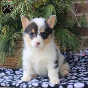 Ellie, Pembroke Welsh Corgi Puppy