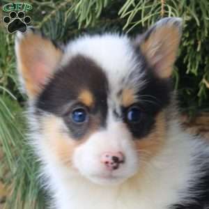 Ellie, Pembroke Welsh Corgi Puppy