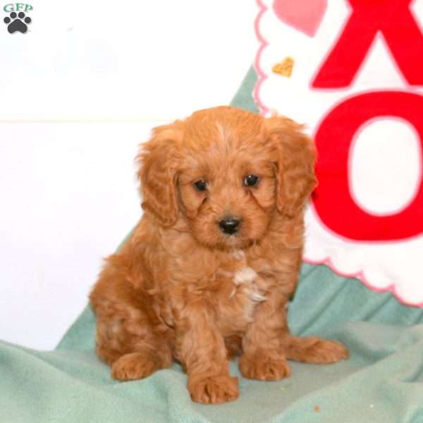 Elliot, Cavapoo Puppy