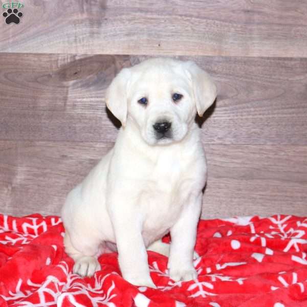 Elliot, Yellow Labrador Retriever Puppy