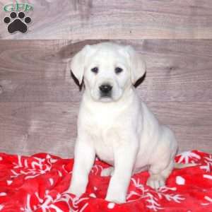 Elliot, Yellow Labrador Retriever Puppy