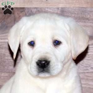 Elliot, Yellow Labrador Retriever Puppy