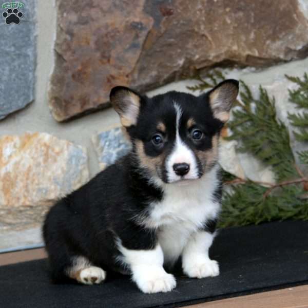 Elliot, Pembroke Welsh Corgi Puppy