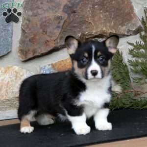 Elliot, Pembroke Welsh Corgi Puppy