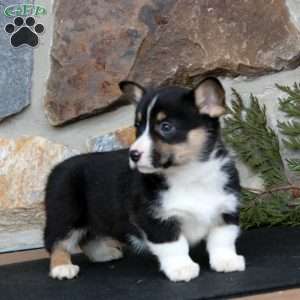 Elliot, Pembroke Welsh Corgi Puppy