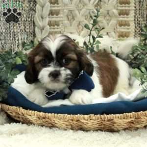 Elmo, Shih Tzu Puppy