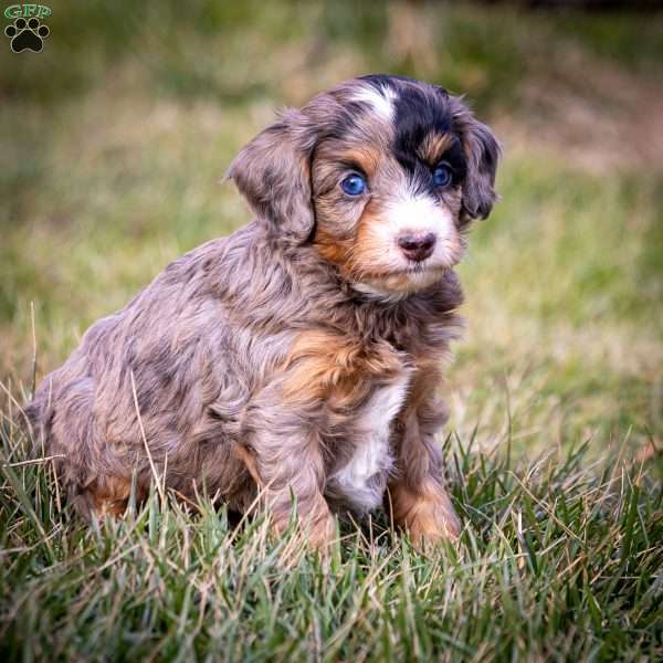 Elsa, Cavapoo Puppy