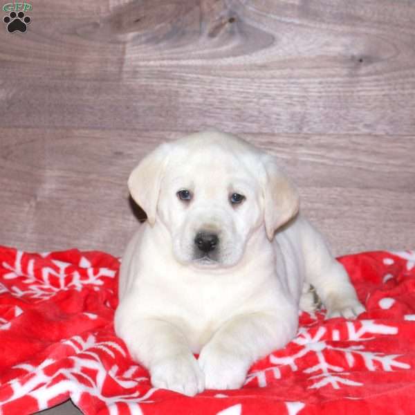 Elsa, Yellow Labrador Retriever Puppy