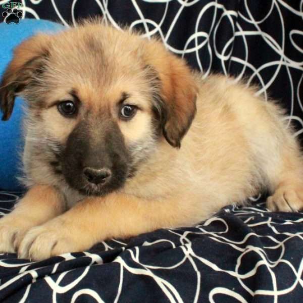 Elsa, Shepadoodle Puppy