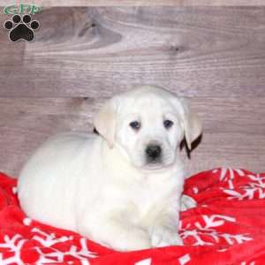 Elsa, Yellow Labrador Retriever Puppy