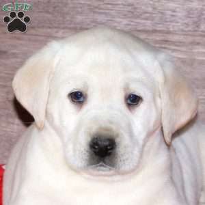 Elsa, Yellow Labrador Retriever Puppy