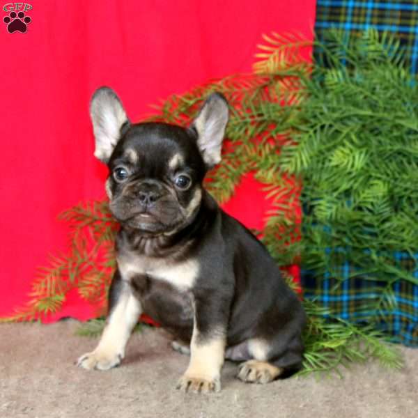 Elsa, French Bulldog Puppy