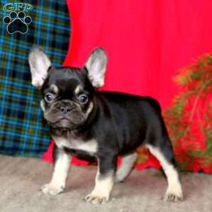 Elsa, French Bulldog Puppy