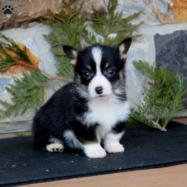 Elsie, Pembroke Welsh Corgi Puppy