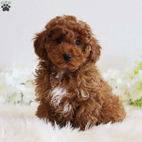 Emerald, Toy Poodle Puppy