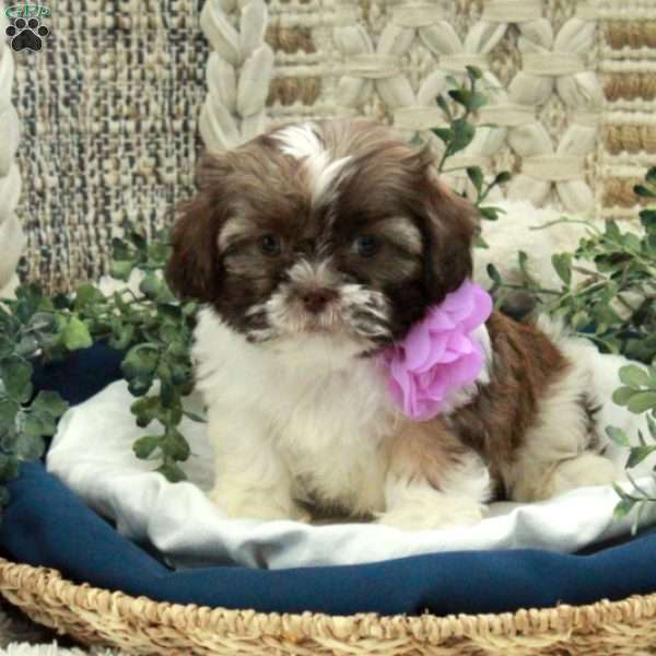 Emily, Shih Tzu Puppy