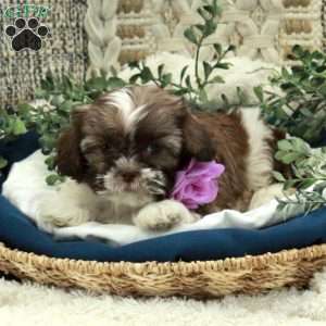 Emily, Shih Tzu Puppy