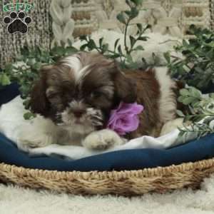 Emily, Shih Tzu Puppy