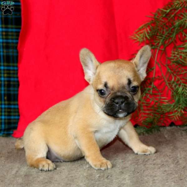 Emily, French Bulldog Puppy