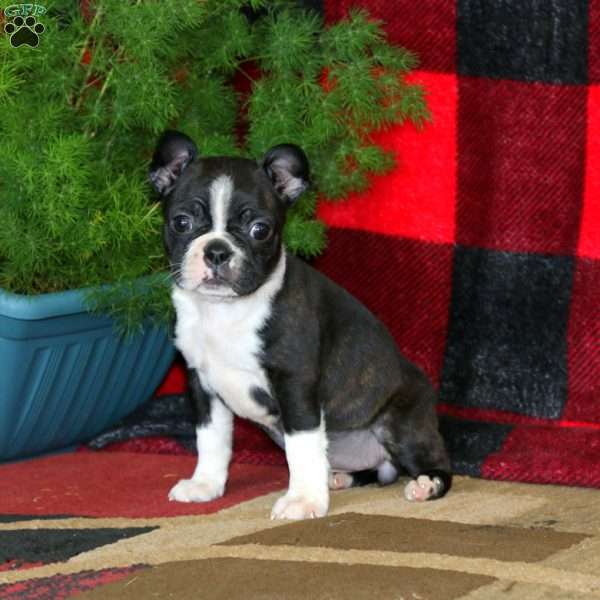 Emily, Boston Terrier Puppy