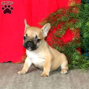 Emily, French Bulldog Puppy