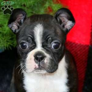 Emily, Boston Terrier Puppy