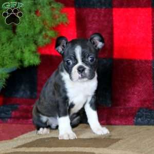 Emily, Boston Terrier Puppy