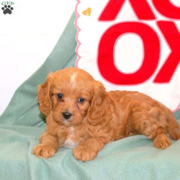 Emma, Cavapoo Puppy