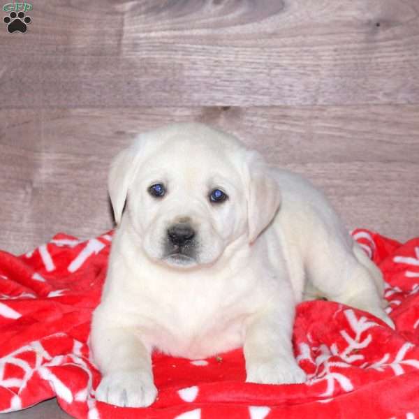 Emma, Yellow Labrador Retriever Puppy