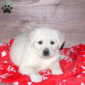 Emma, Yellow Labrador Retriever Puppy