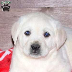 Emma, Yellow Labrador Retriever Puppy