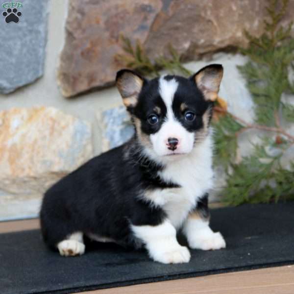 Emma, Pembroke Welsh Corgi Puppy