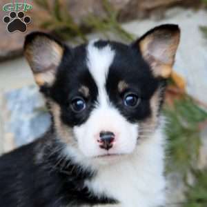 Emma, Pembroke Welsh Corgi Puppy