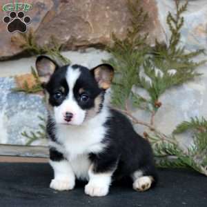 Emma, Pembroke Welsh Corgi Puppy