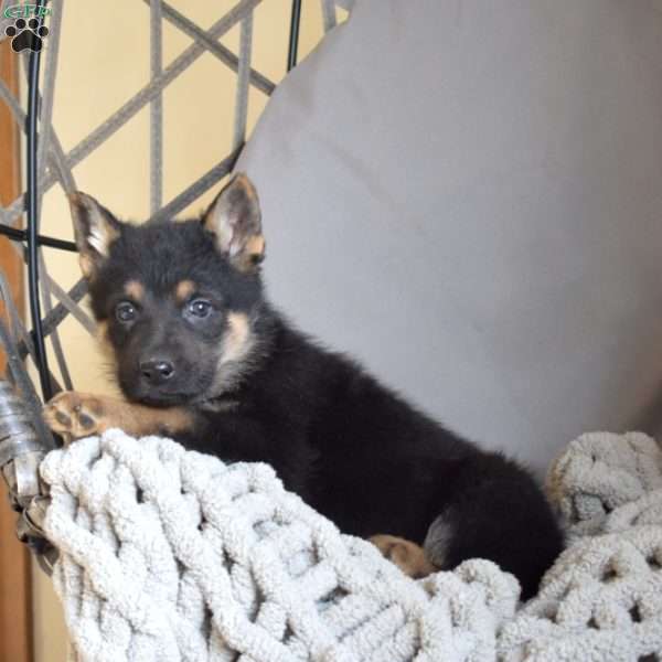 Enzo, German Shepherd Puppy