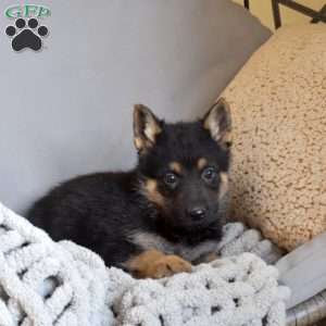 Enzo, German Shepherd Puppy