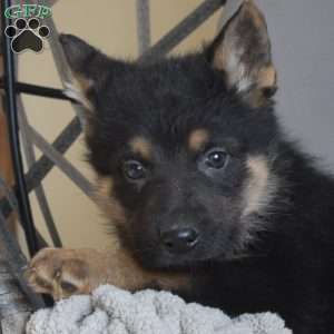 Enzo, German Shepherd Puppy