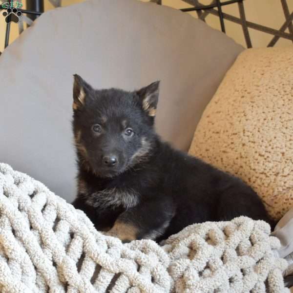 Epic, German Shepherd Puppy