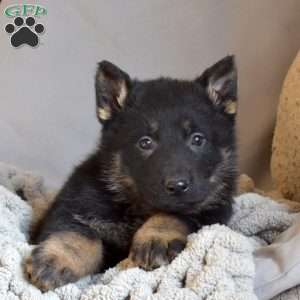 Epic, German Shepherd Puppy