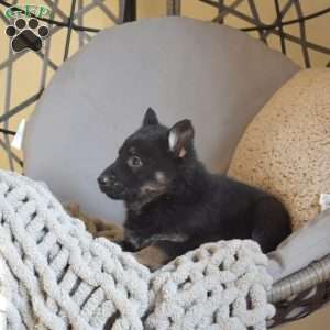 Epic, German Shepherd Puppy