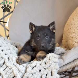 Epic, German Shepherd Puppy