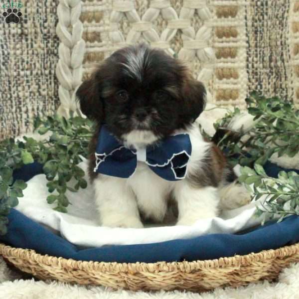 Eric, Shih Tzu Puppy