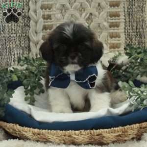 Eric, Shih Tzu Puppy