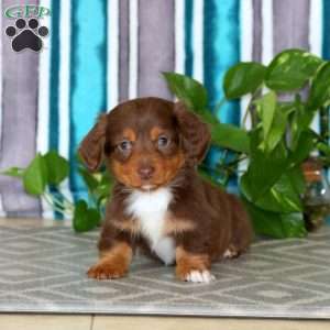 Eric, Dachshund Puppy