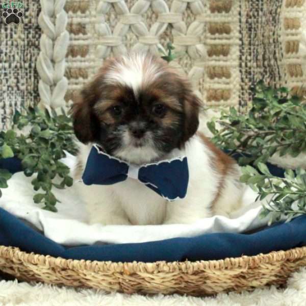 Ernie, Shih Tzu Puppy