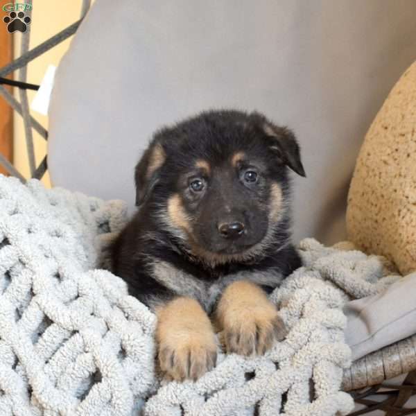 Ernie, German Shepherd Puppy