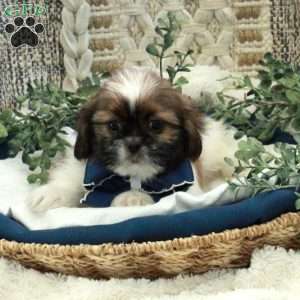 Ernie, Shih Tzu Puppy