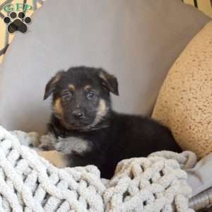 Ernie, German Shepherd Puppy