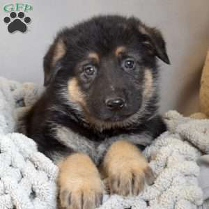 Ernie, German Shepherd Puppy